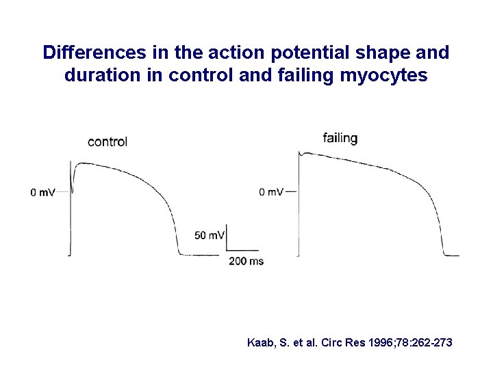 Differences in the action potential shape and duration in control and failing myocytes Kaab,