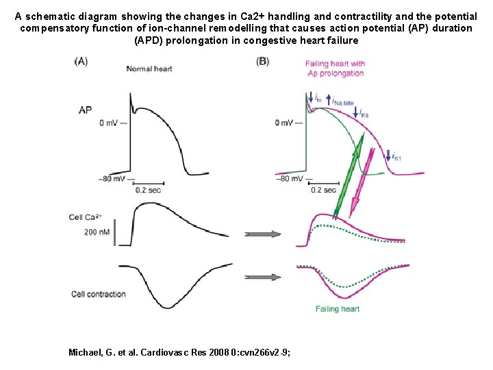 A schematic diagram showing the changes in Ca 2+ handling and contractility and the