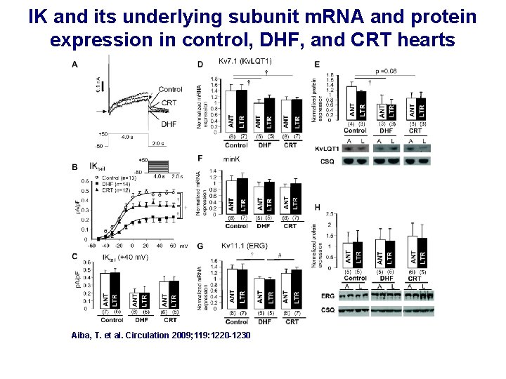 IK and its underlying subunit m. RNA and protein expression in control, DHF, and