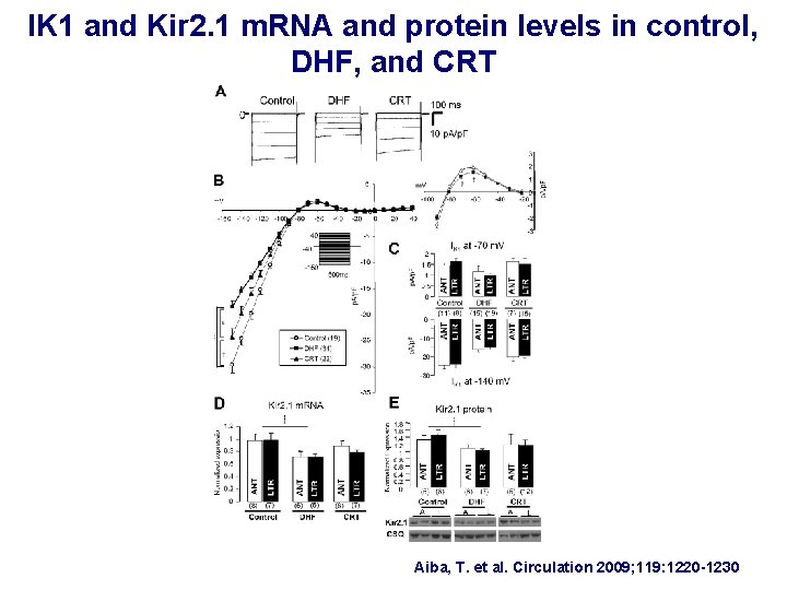 IK 1 and Kir 2. 1 m. RNA and protein levels in control, DHF,