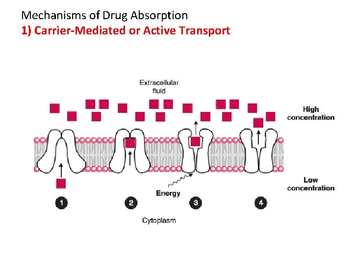 Mechanisms of Drug Absorption 1) Carrier-Mediated or Active Transport 