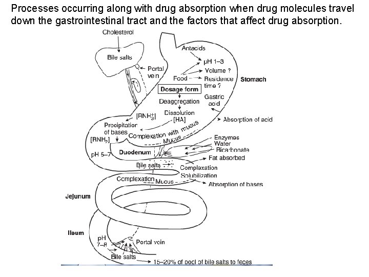 Processes occurring along with drug absorption when drug molecules travel down the gastrointestinal tract