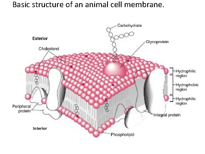 Basic structure of an animal cell membrane. 
