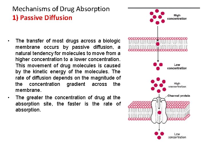 Mechanisms of Drug Absorption 1) Passive Diffusion • • The transfer of most drugs
