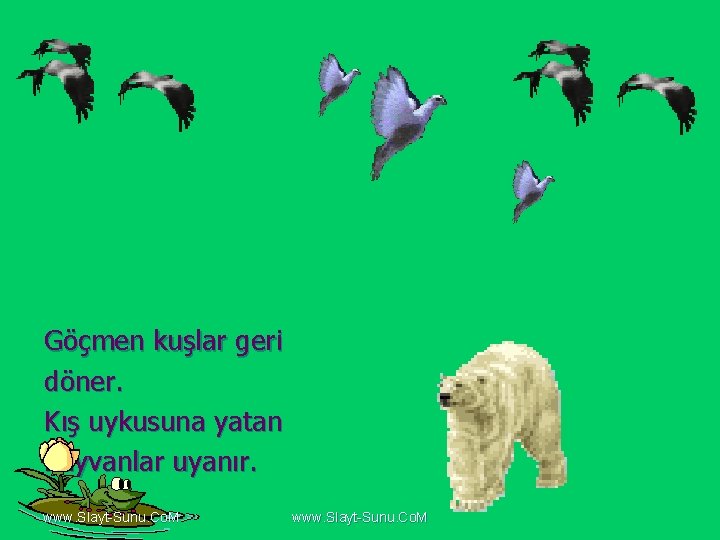 Göçmen kuşlar geri döner. Kış uykusuna yatan hayvanlar uyanır. www. Slayt-Sunu. Co. M 