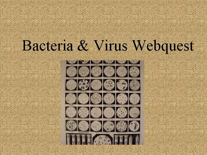 Bacteria & Virus Webquest 