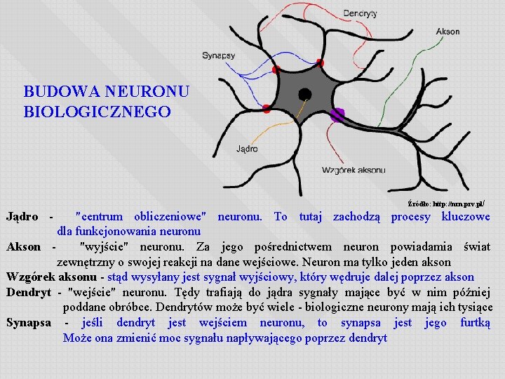 BUDOWA NEURONU BIOLOGICZNEGO Źródło: http: //nrn. prv. pl/ Jądro - "centrum obliczeniowe" neuronu. To