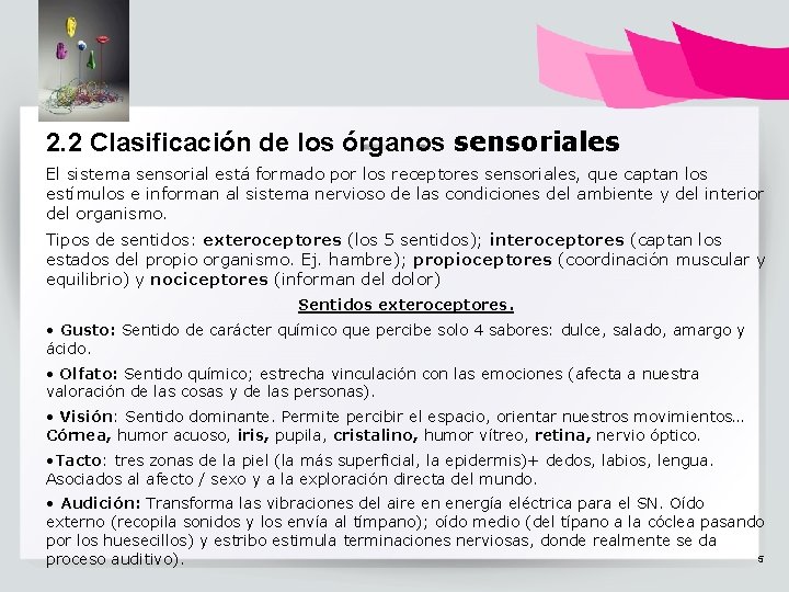 2. 2 Clasificación de los órganos sensoriales El sistema sensorial está formado por los