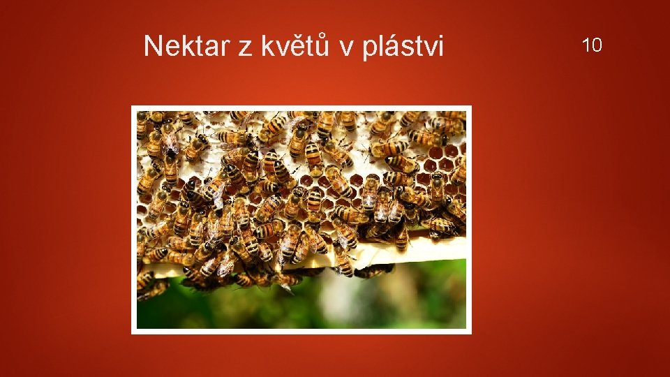 Nektar z květů v plástvi 10 