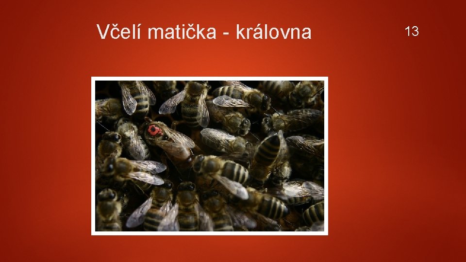 Včelí matička - královna 13 