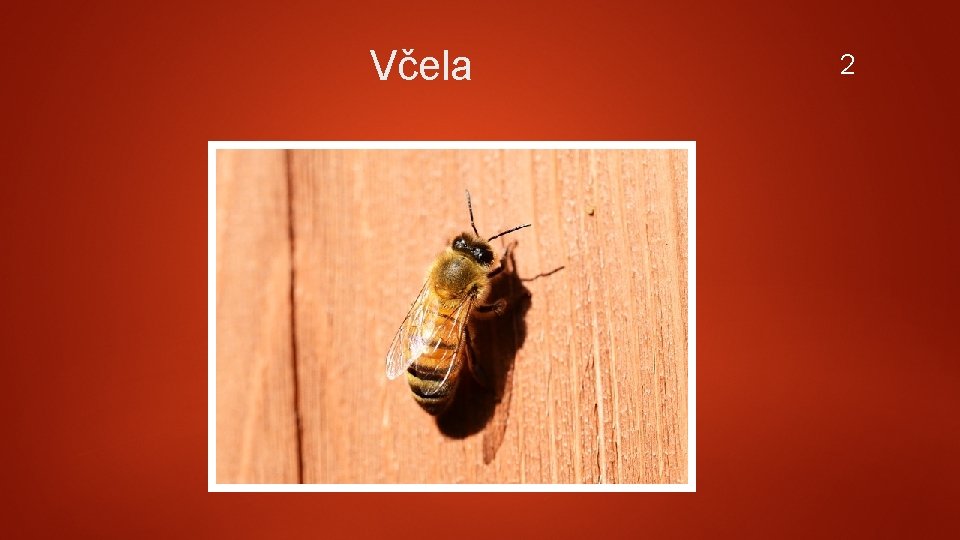 Včela 2 