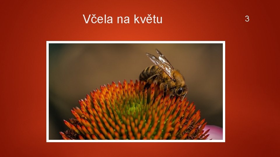 Včela na květu 3 