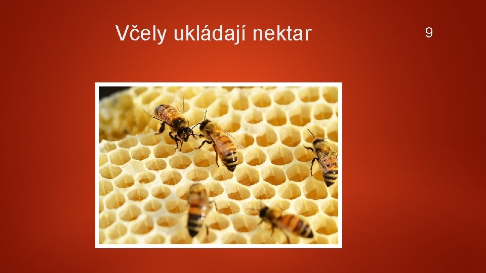 Včely ukládají nektar 9 