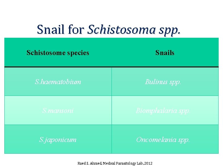 Snail for Schistosoma spp. Schistosome species Snails S. haematobium Bulinus spp. S. mansoni Biomphalaria Snail for Schistosoma spp. Schistosome species Snails S. haematobium Bulinus spp. S. mansoni Biomphalaria