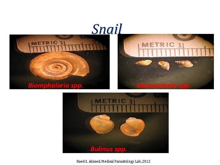 Snail Biomphalaria spp. Oncomelania spp. Bulinus spp. Raed Z. Ahmed, Medical Parasitology Lab. , Snail Biomphalaria spp. Oncomelania spp. Bulinus spp. Raed Z. Ahmed, Medical Parasitology Lab. ,