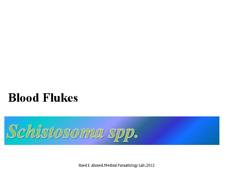 Blood Flukes Schistosoma spp. Raed Z. Ahmed, Medical Parasitology Lab. , 2012 Blood Flukes Schistosoma spp. Raed Z. Ahmed, Medical Parasitology Lab. , 2012