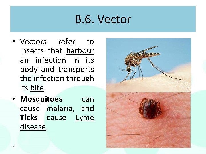 B. 6. Vector • Vectors refer to insects that harbour an infection in its