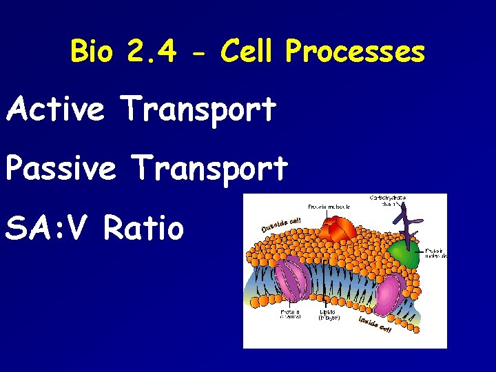 Bio 2. 4 - Cell Processes Active Transport Passive Transport SA: V Ratio 