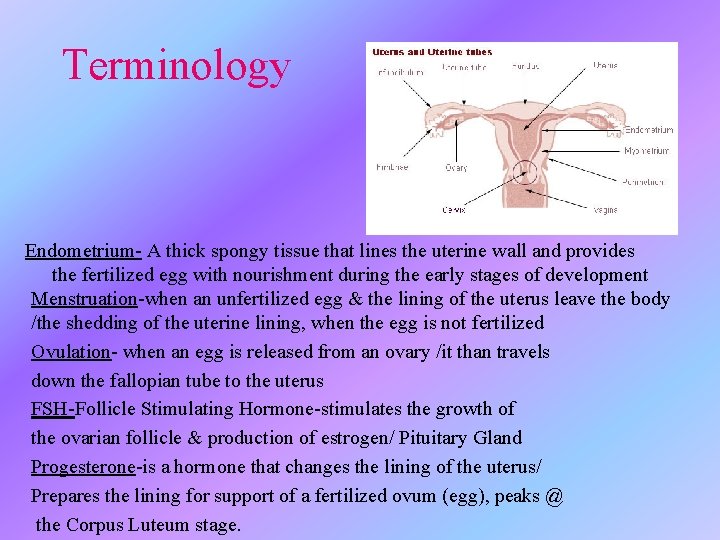 Terminology Endometrium- A thick spongy tissue that lines the uterine wall and provides the