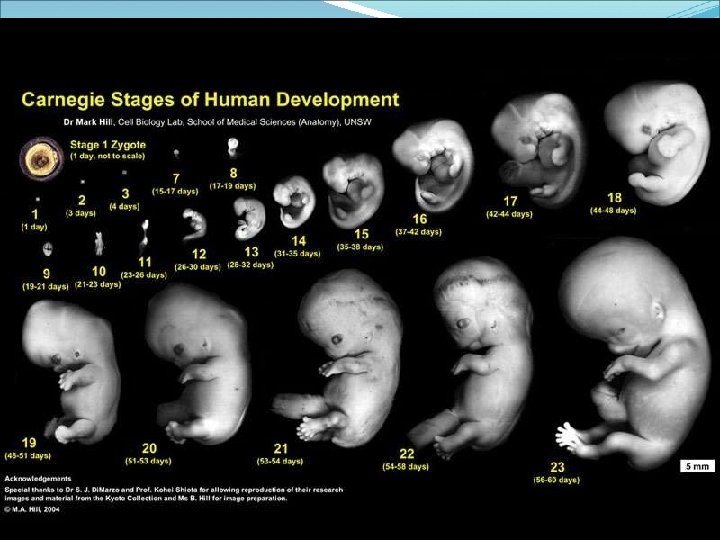 Menstrual Cycle Days 1 -13 - a new egg is maturing Day 14 –