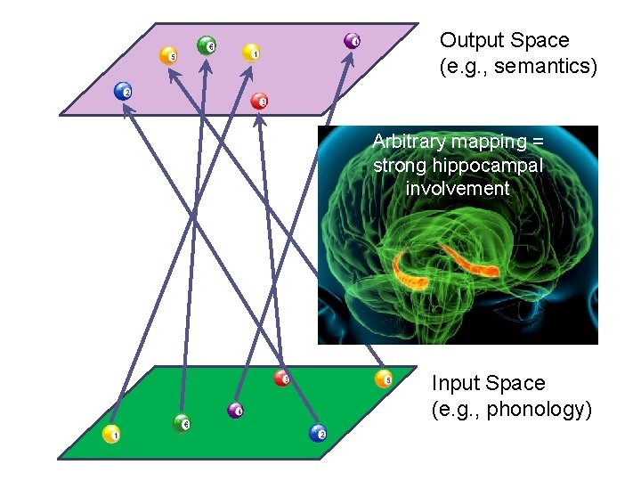Output Space (e. g. , semantics) Arbitrary mapping = strong hippocampal involvement Input Space Output Space (e. g. , semantics) Arbitrary mapping = strong hippocampal involvement Input Space