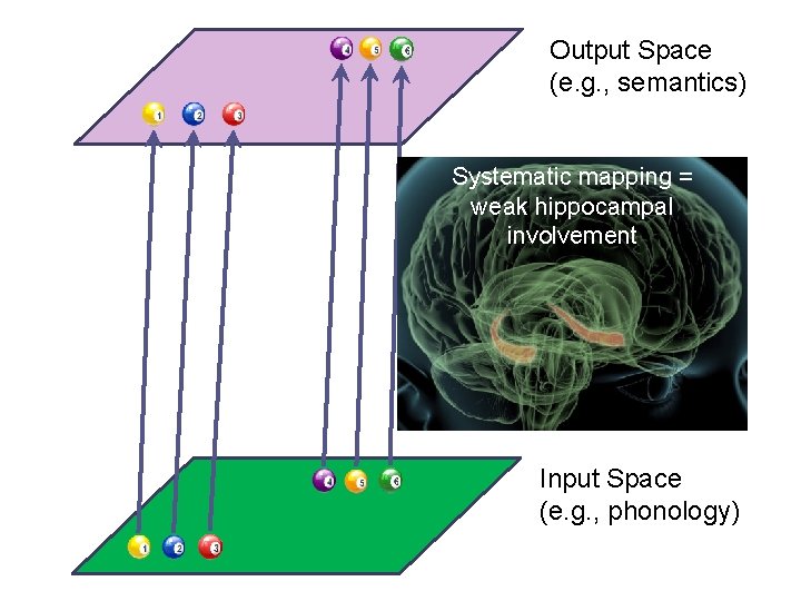 Output Space (e. g. , semantics) Systematic mapping = weak hippocampal involvement Input Space Output Space (e. g. , semantics) Systematic mapping = weak hippocampal involvement Input Space