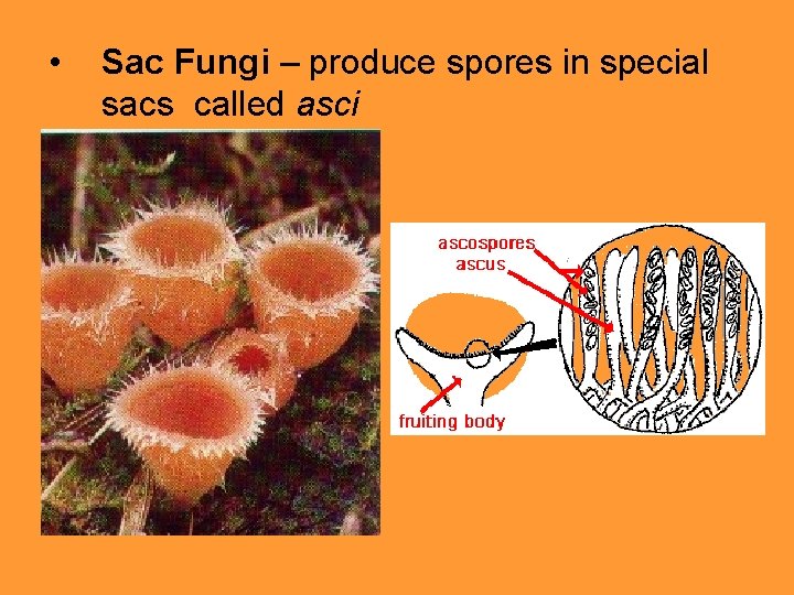  • Sac Fungi – produce spores in special sacs called asci 