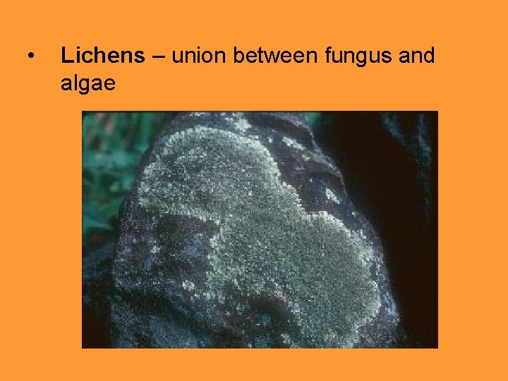  • Lichens – union between fungus and algae 