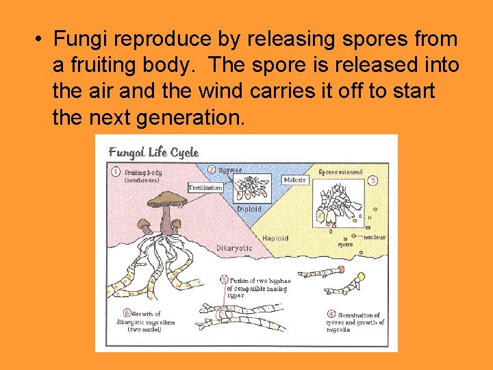  • Fungi reproduce by releasing spores from a fruiting body. The spore is