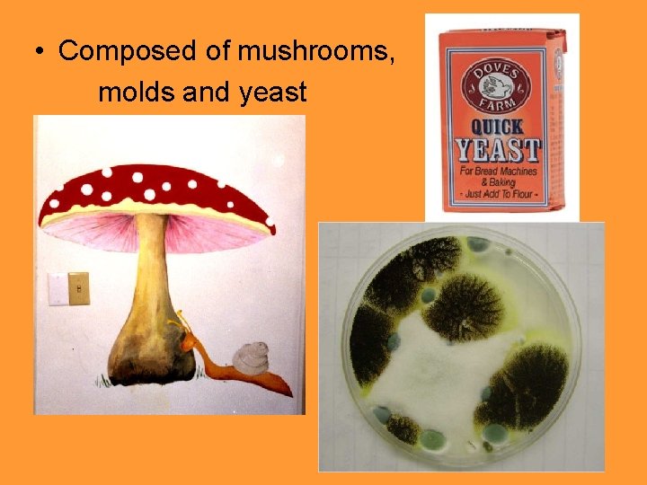  • Composed of mushrooms, molds and yeast 