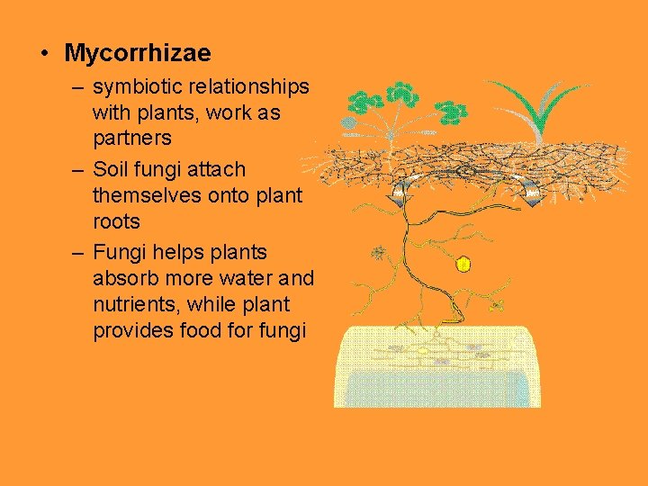  • Mycorrhizae – symbiotic relationships with plants, work as partners – Soil fungi