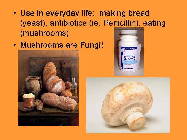  • Use in everyday life: making bread (yeast), antibiotics (ie. Penicillin), eating (mushrooms)