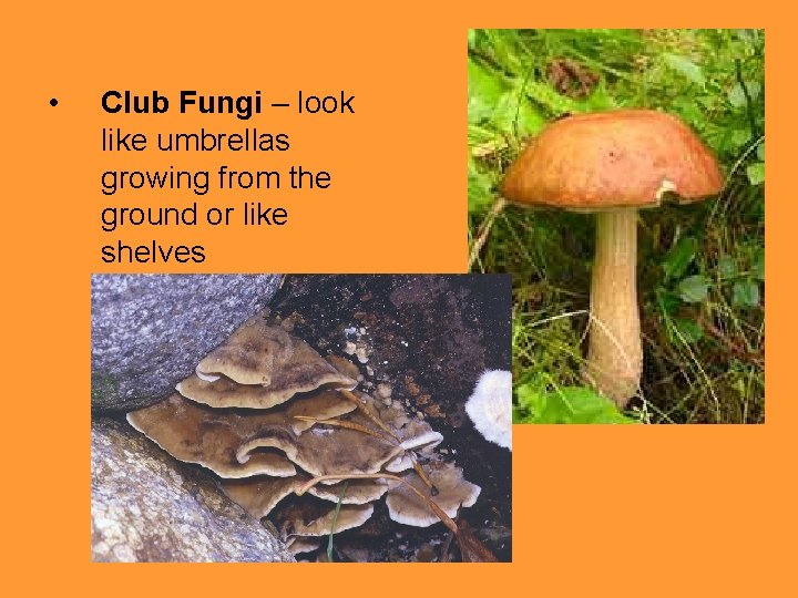  • Club Fungi – look like umbrellas growing from the ground or like