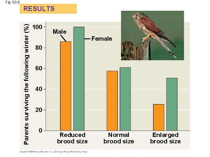 Fig. 53 -8 Parents surviving the following winter (%) RESULTS 100 Male Female 80