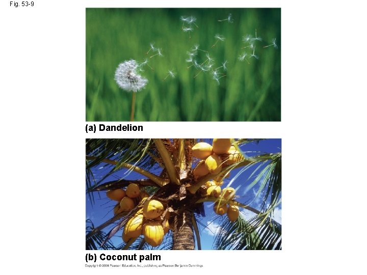 Fig. 53 -9 (a) Dandelion (b) Coconut palm 