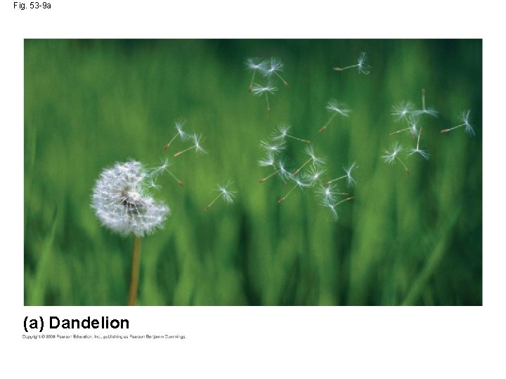 Fig. 53 -9 a (a) Dandelion 