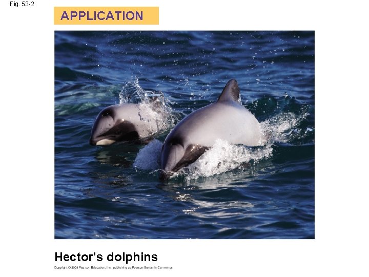Fig. 53 -2 APPLICATION Hector’s dolphins 