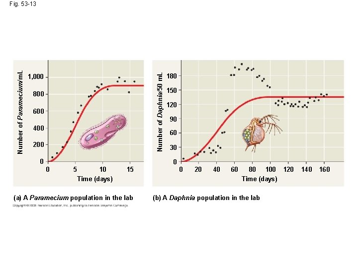 Number of Daphnia/50 m. L Number of Paramecium/m. L Fig. 53 -13 1, 000