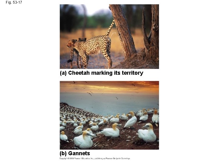 Fig. 53 -17 (a) Cheetah marking its territory (b) Gannets 