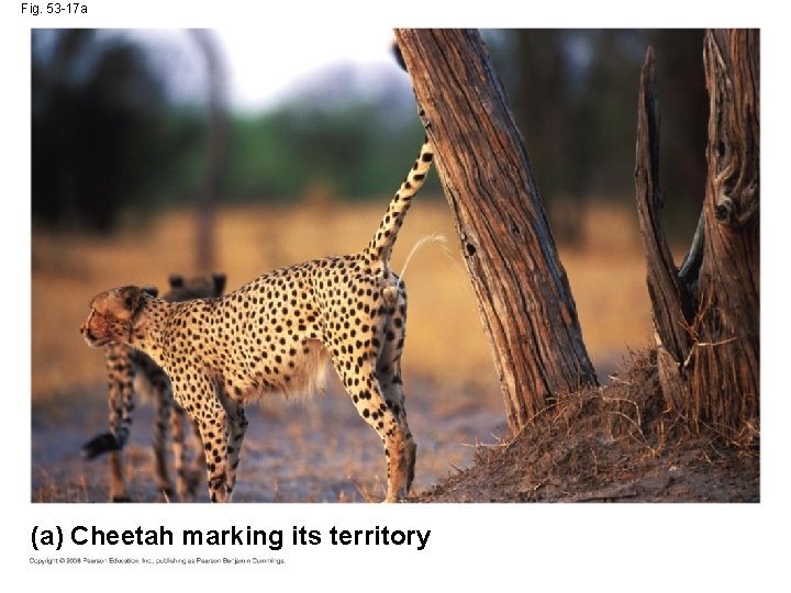 Fig. 53 -17 a (a) Cheetah marking its territory 