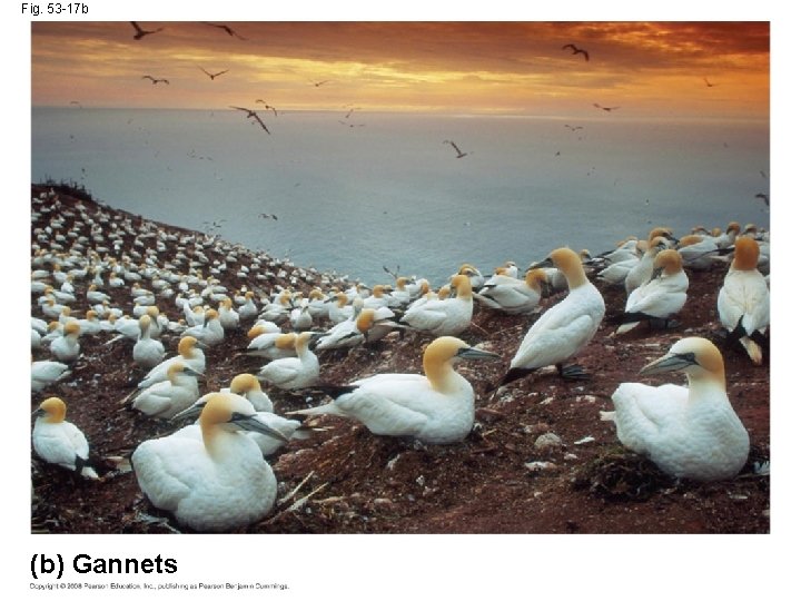 Fig. 53 -17 b (b) Gannets 