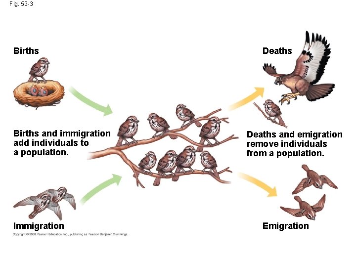 Fig. 53 -3 Births and immigration add individuals to a population. Immigration Deaths and