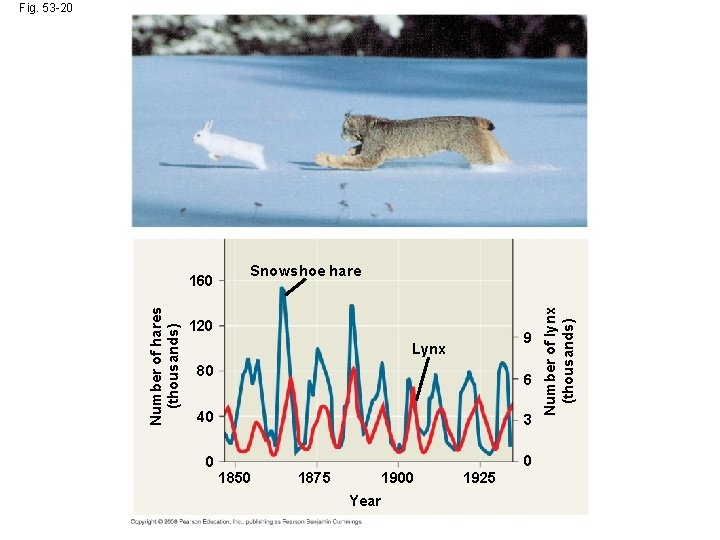 Fig. 53 -20 Snowshoe hare 120 9 Lynx 80 6 40 3 0 0