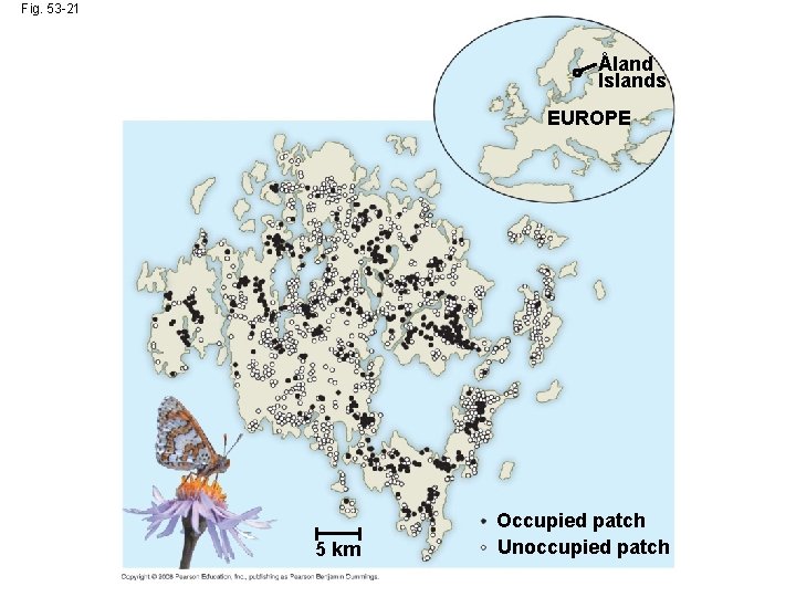 Fig. 53 -21 ˚ Aland Islands EUROPE 5 km Occupied patch Unoccupied patch 