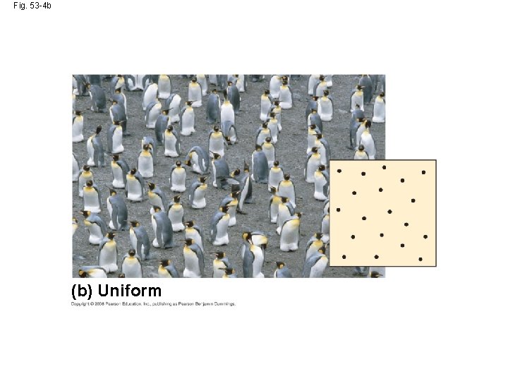 Fig. 53 -4 b (b) Uniform 