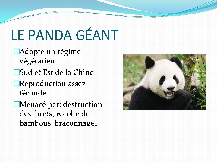 LE PANDA GÉANT �Adopte un régime végétarien �Sud et Est de la Chine �Reproduction