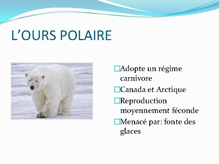 L’OURS POLAIRE �Adopte un régime carnivore �Canada et Arctique �Reproduction moyennement féconde �Menacé par: