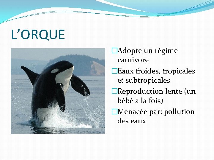 L’ORQUE �Adopte un régime carnivore �Eaux froides, tropicales et subtropicales �Reproduction lente (un bébé