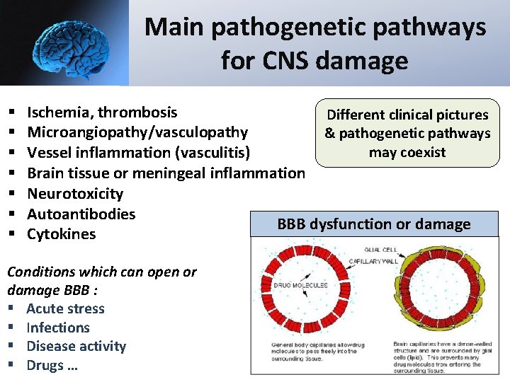 Main pathogenetic pathways for CNS damage § § § § Ischemia, thrombosis Different clinical