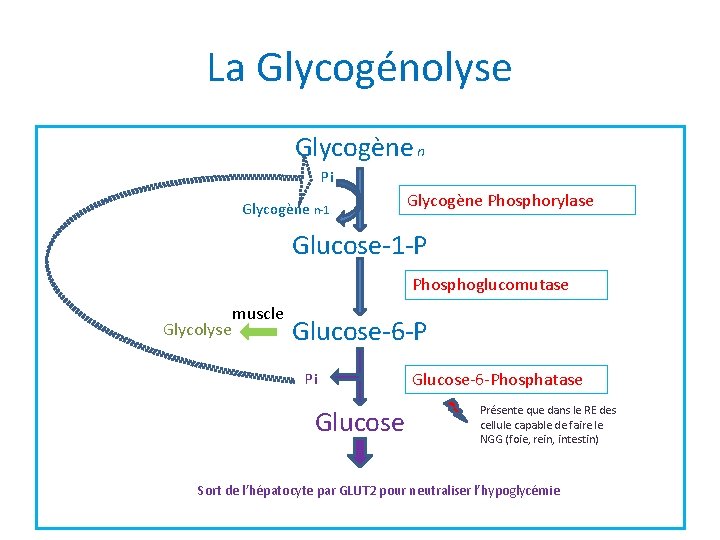 La Glycogénolyse Glycogène n Pi Glycogène n-1 Glycogène Phosphorylase Glucose-1 -P Phosphoglucomutase Glycolyse muscle